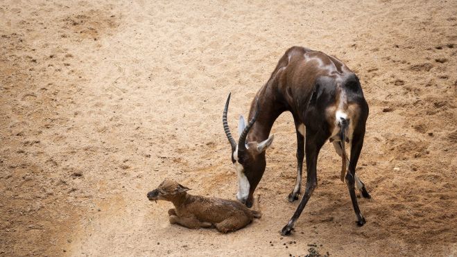 Septiembre 2026 Nace a la vista de los visitantes de BIOPARC Valencia una cría de blesbok Septiembre 2026 Nace a la vista de los visitantes de BIOPARC Valencia una cría de blesbok