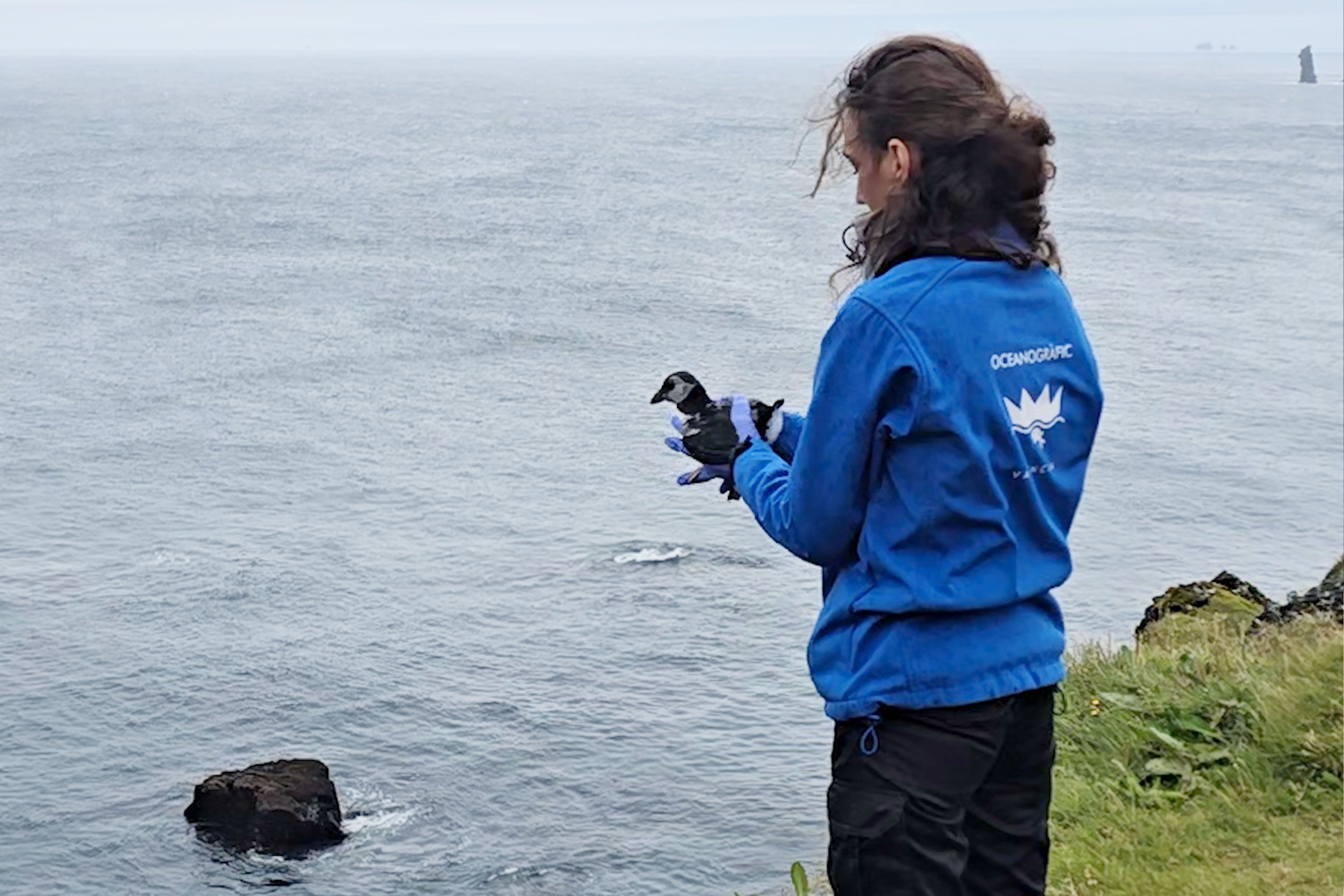 Una professional de l’Oceanogràfic durant l’alliberament d’un fraret atlàntic a l’arxipèlag de Vestmannaeyjar, a Islàndia. Una professional de l’Oceanogràfic durant l’alliberament d’un fraret atlàntic a l’arxipèlag de Vestmannaeyjar, a Islàndia.