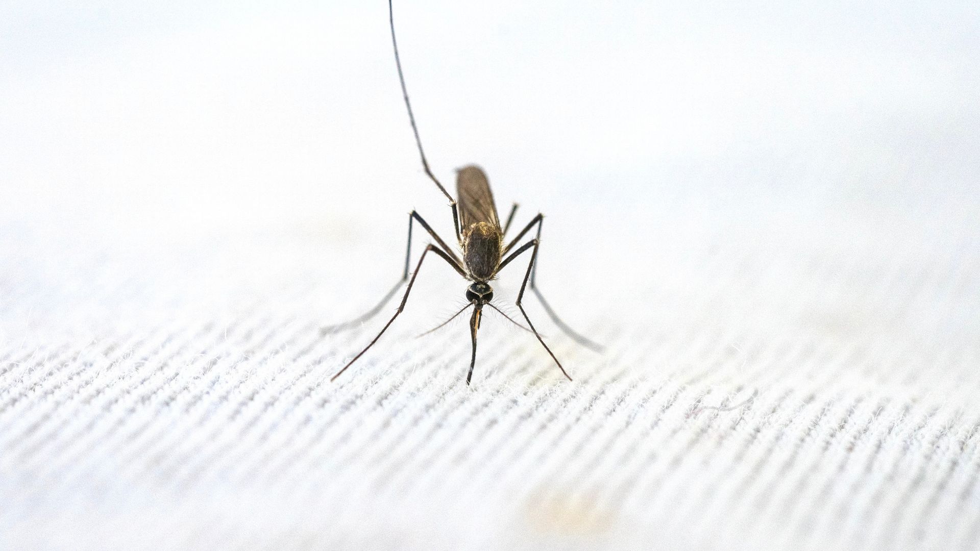 Mosquit tigre