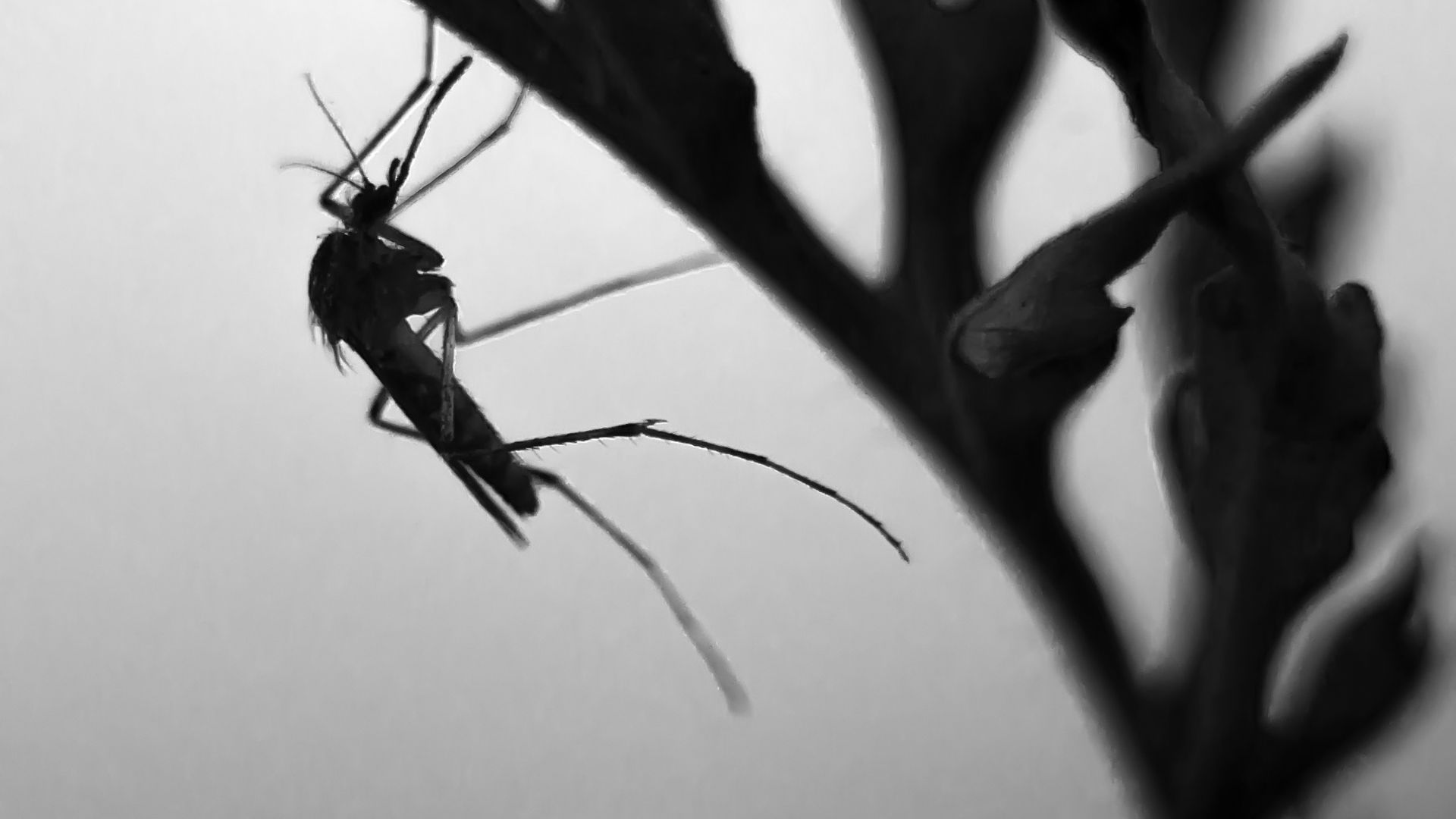 Mosquits Mosquits