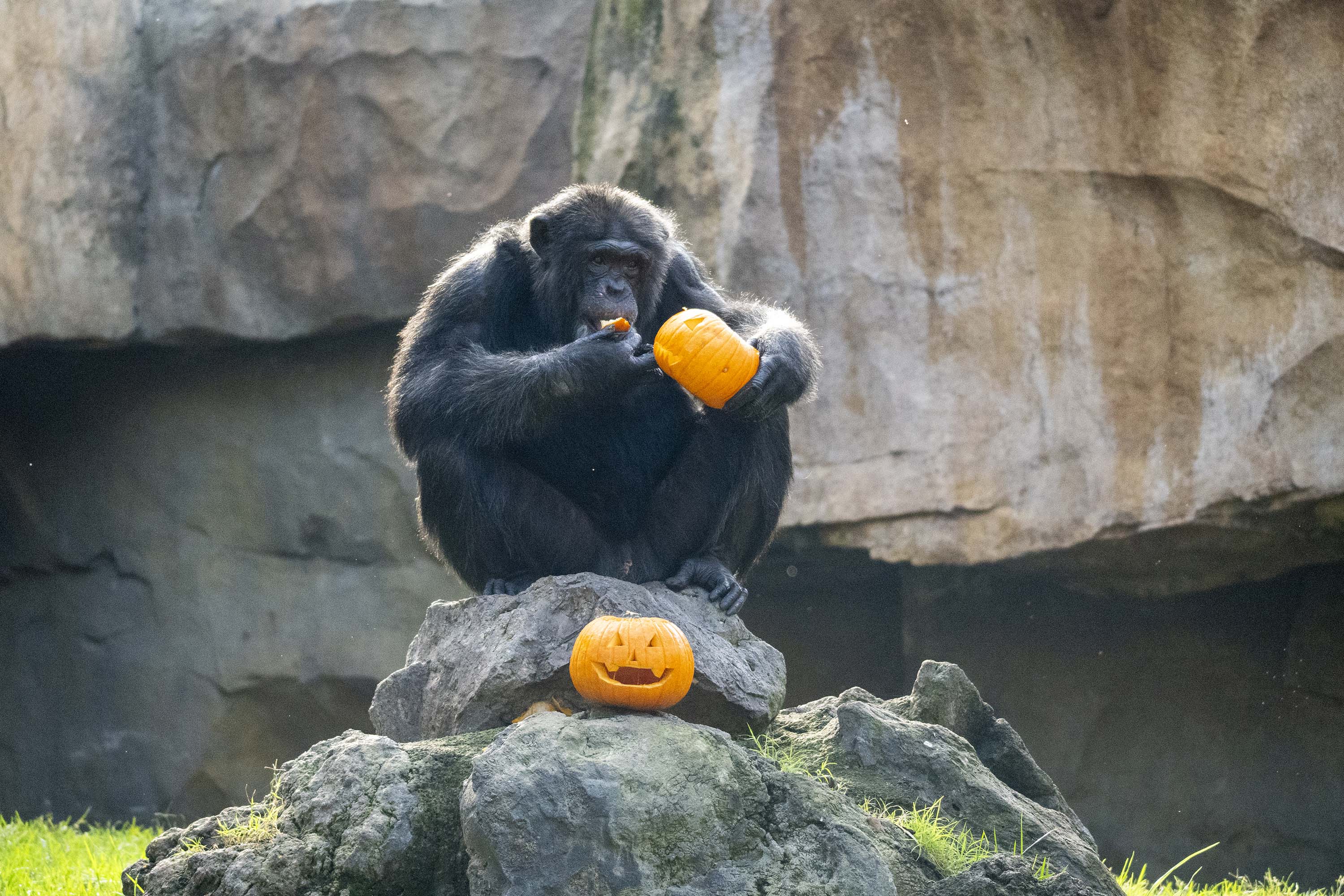 Halloween 2026 en BIOPARC Valencia Halloween 2026 en BIOPARC Valencia