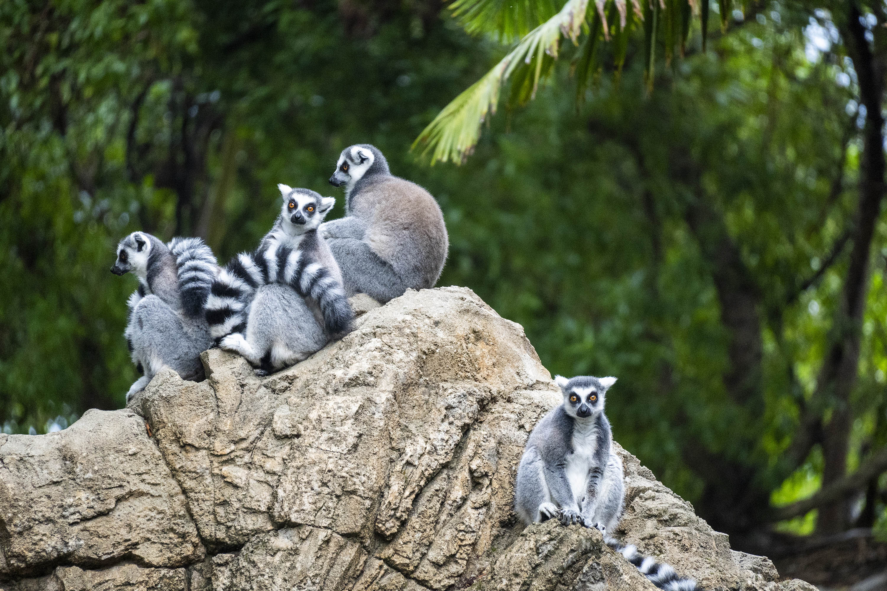 Lémures de cola anillada en BIOPARC Valencia Lémures de cola anillada en BIOPARC Valencia