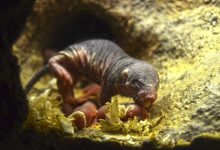 BIOPARC Valencia - Nace una camada de ratas topo - verano 2018 (2)